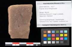 Foto (Objekt + Etikett) von Poacites tenuis Ettingshausen (NHMW-GEO-2024-0188-0378)